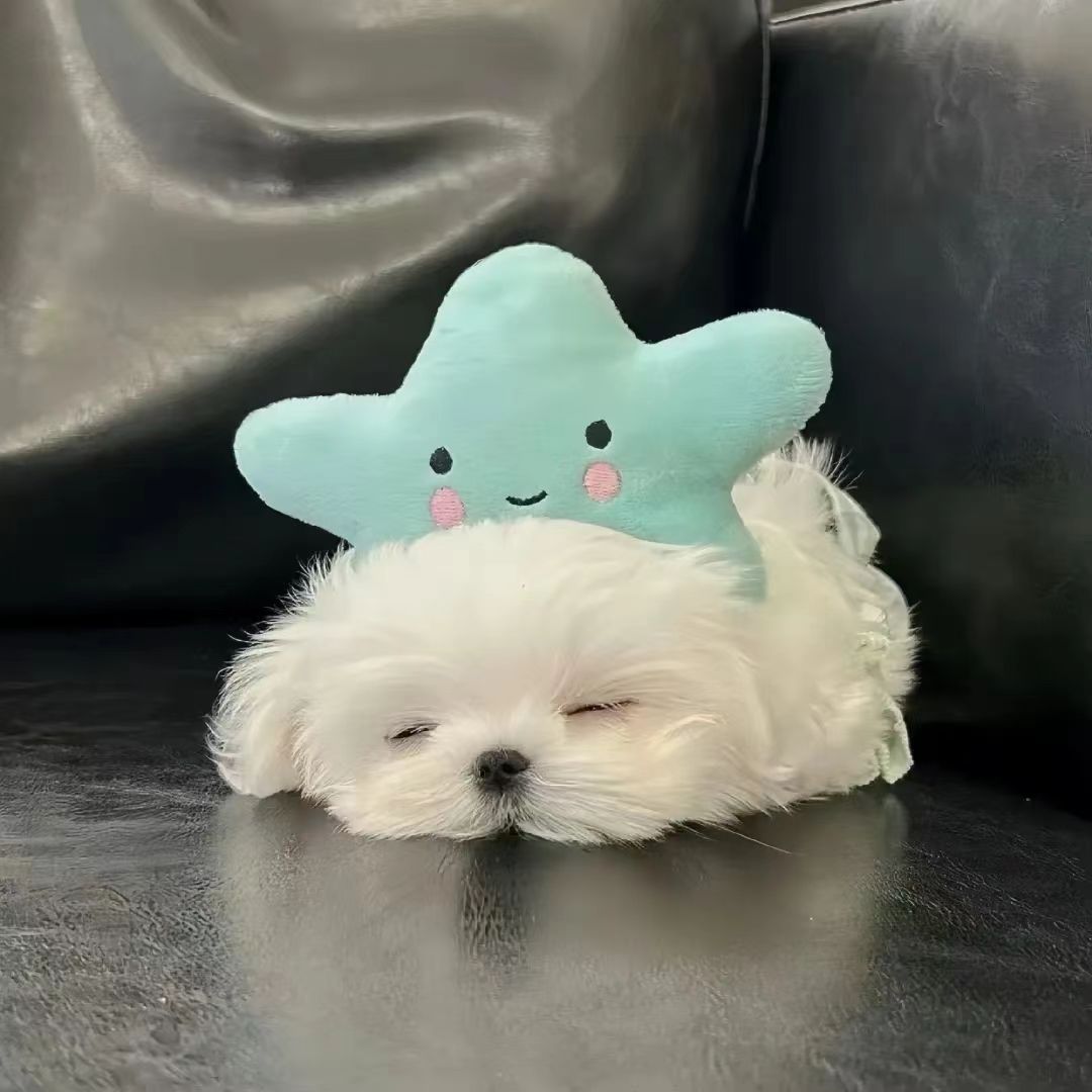 动态图片 1