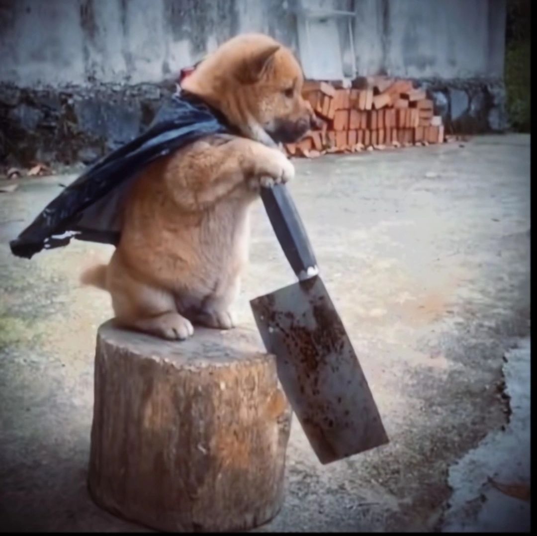 为什么感觉太子退环境了 1