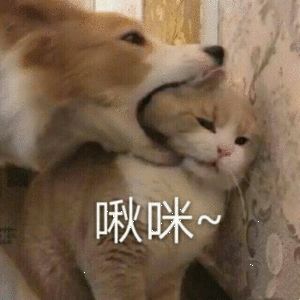 动态图片 4