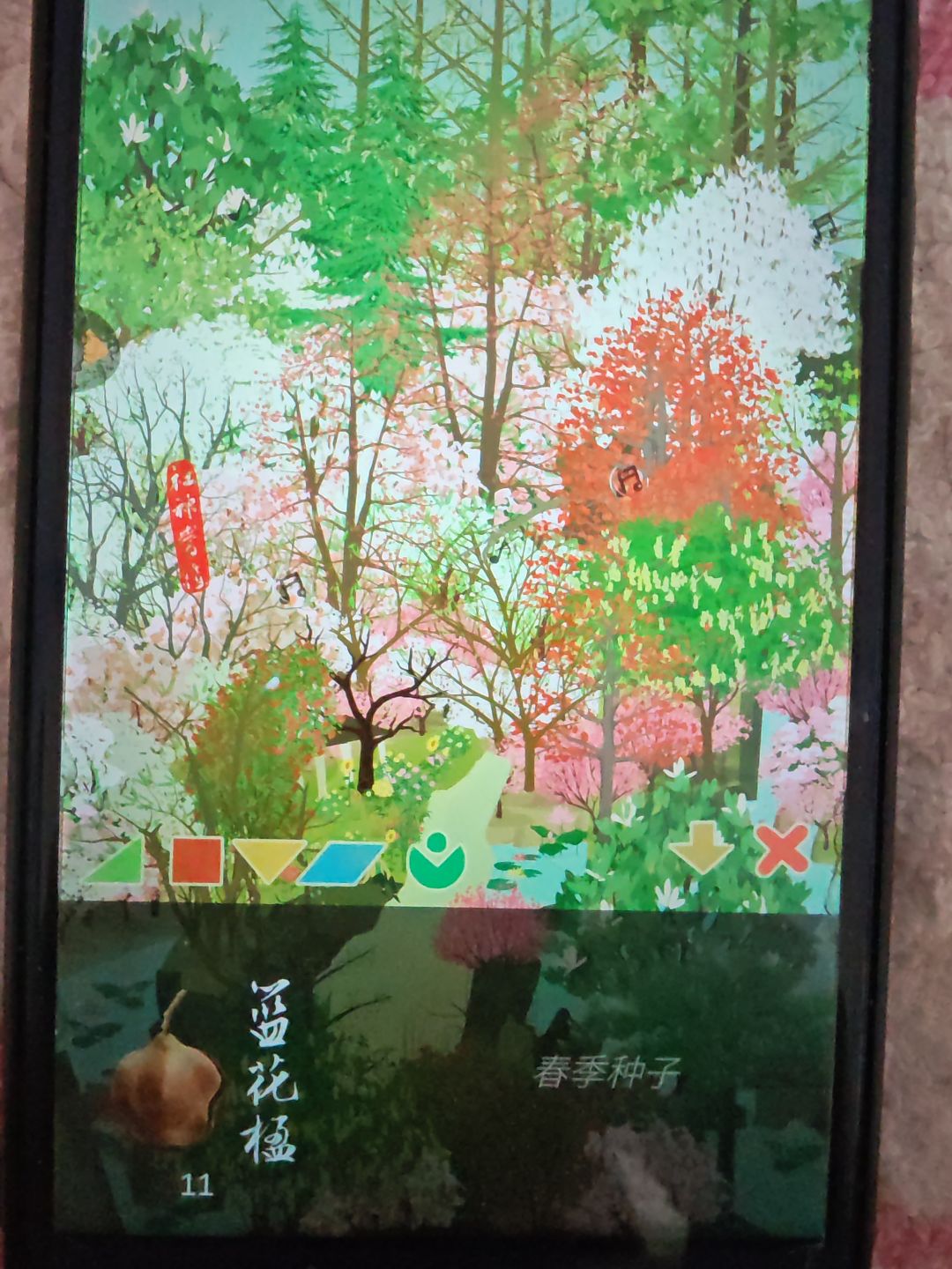 不敢想等蓝花楹和凤凰木开花了把这些种下去 1
