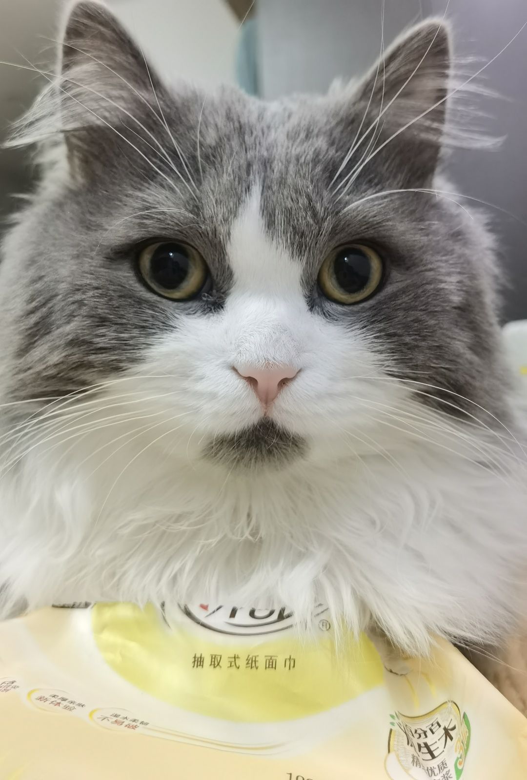 有猴子和没猴子的差距,献祭我的FWQ 1