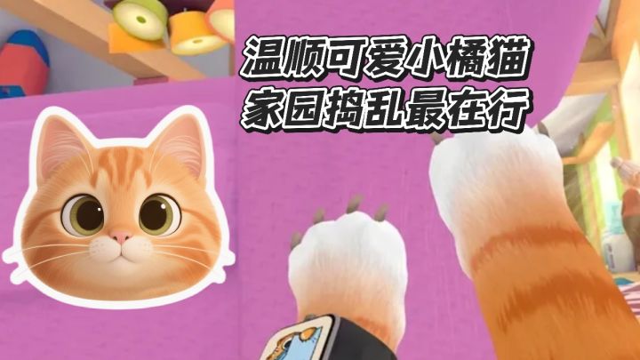 温顺可爱小橘猫,第一视角体验猫猫生活截图