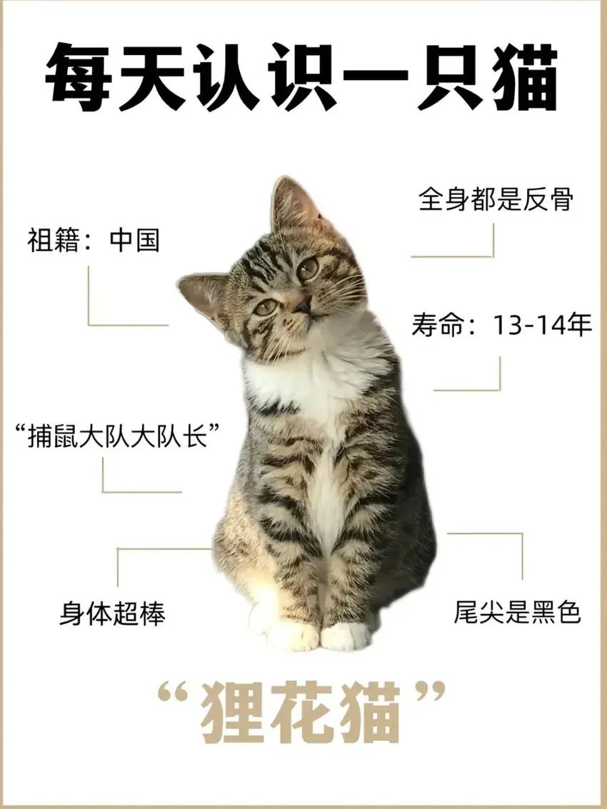 🌟青年大学习|认识狸花猫🌟 1