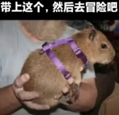 想你了鼠鼠😤截图