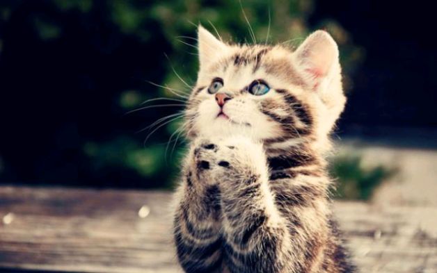 假期将至,流浪猫招人招人!截图