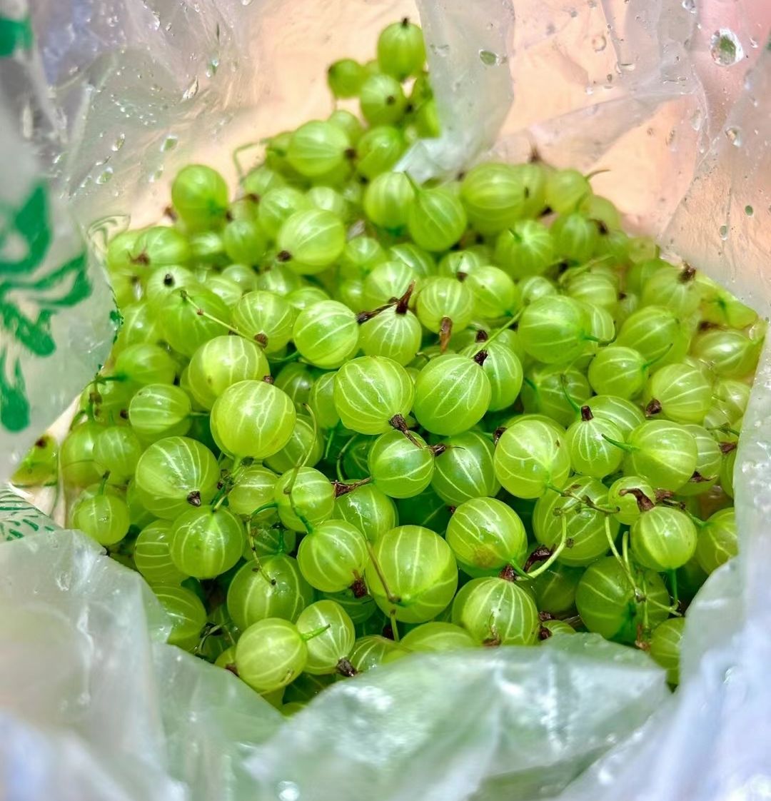 原来醋栗长这样 1