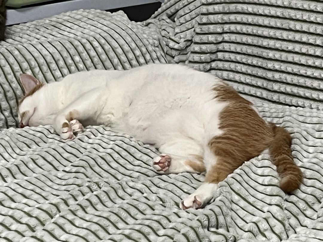 新的猪咪出炉啦～超级可爱！ 3