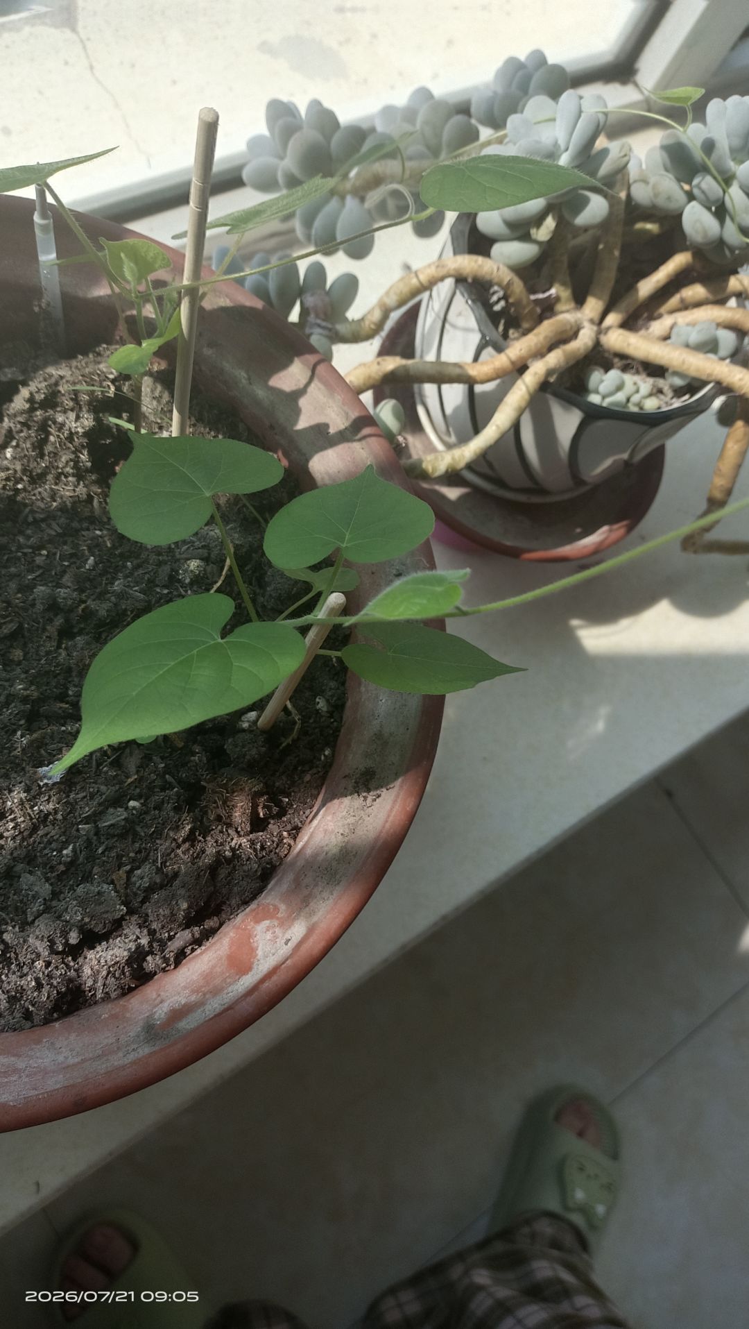 我养的牵牛花开了) 2