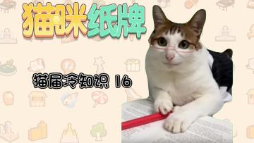 《猫咪纸牌》猫界冷知识16--尾巴信号你懂吗😼
