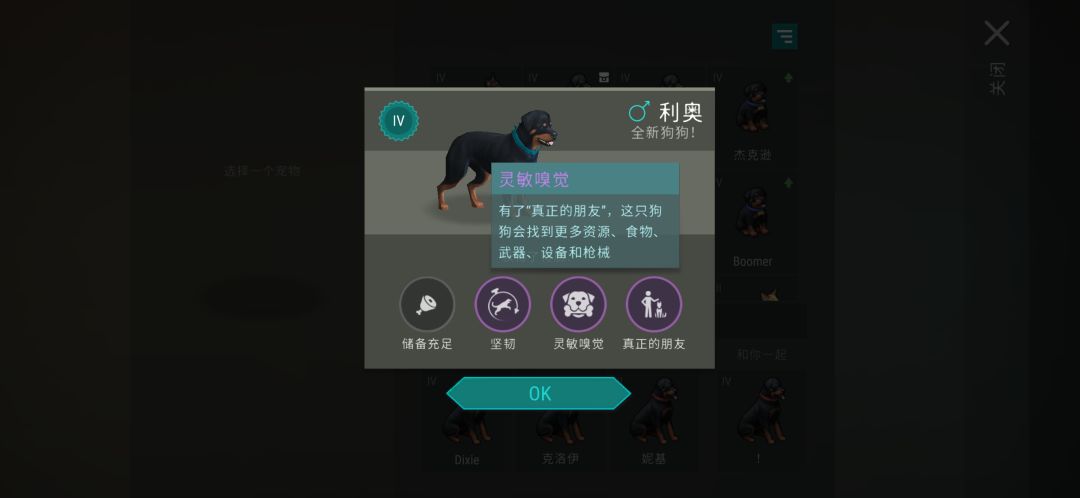 柯基毕业了 4
