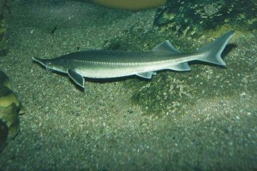 论哪个科的物种是在老农种树实装的最多的