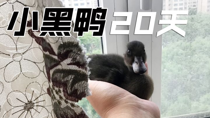 20天的柯尔鸭小黑!哇,你怎么越长越丑了鸭!截图