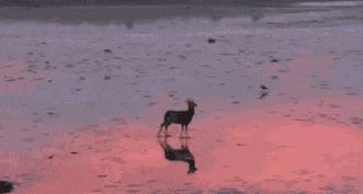 新版本的唯一好处截图