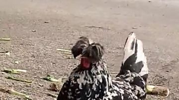 【花翎高燃剪辑系列】月缺折箭之时——