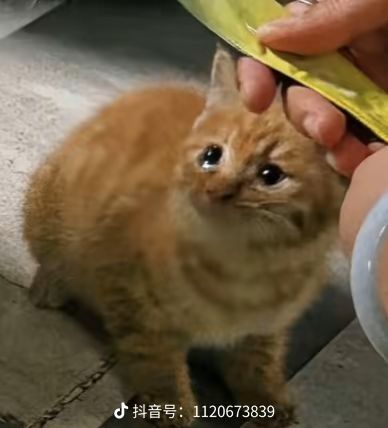 卡片怎么获得啊截图