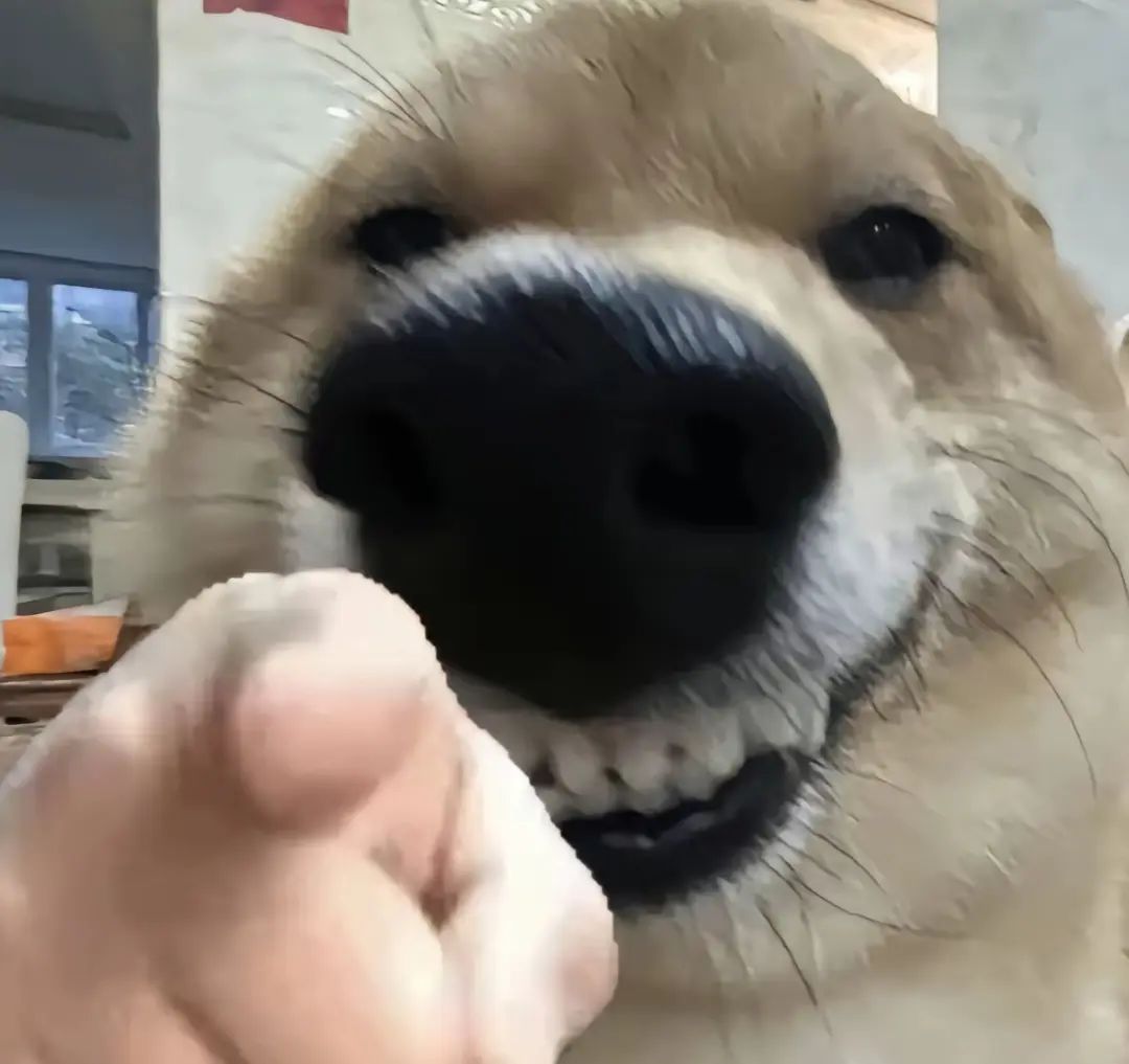 不与斯特列派和解 1