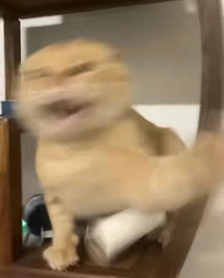 AAAA翅膀批发截图