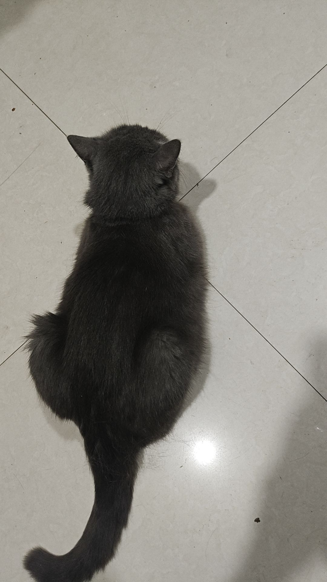 为什么化凡会归为木属性?不科学 1