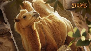 【野兽图鉴】叮咚，您有一位来自沙漠的客人到访。