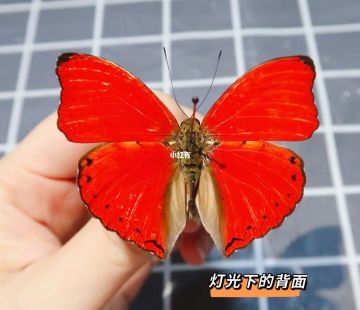 [坐骑设计]血涟蛱蝶