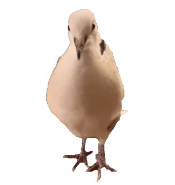 【氵】不幸的鸽