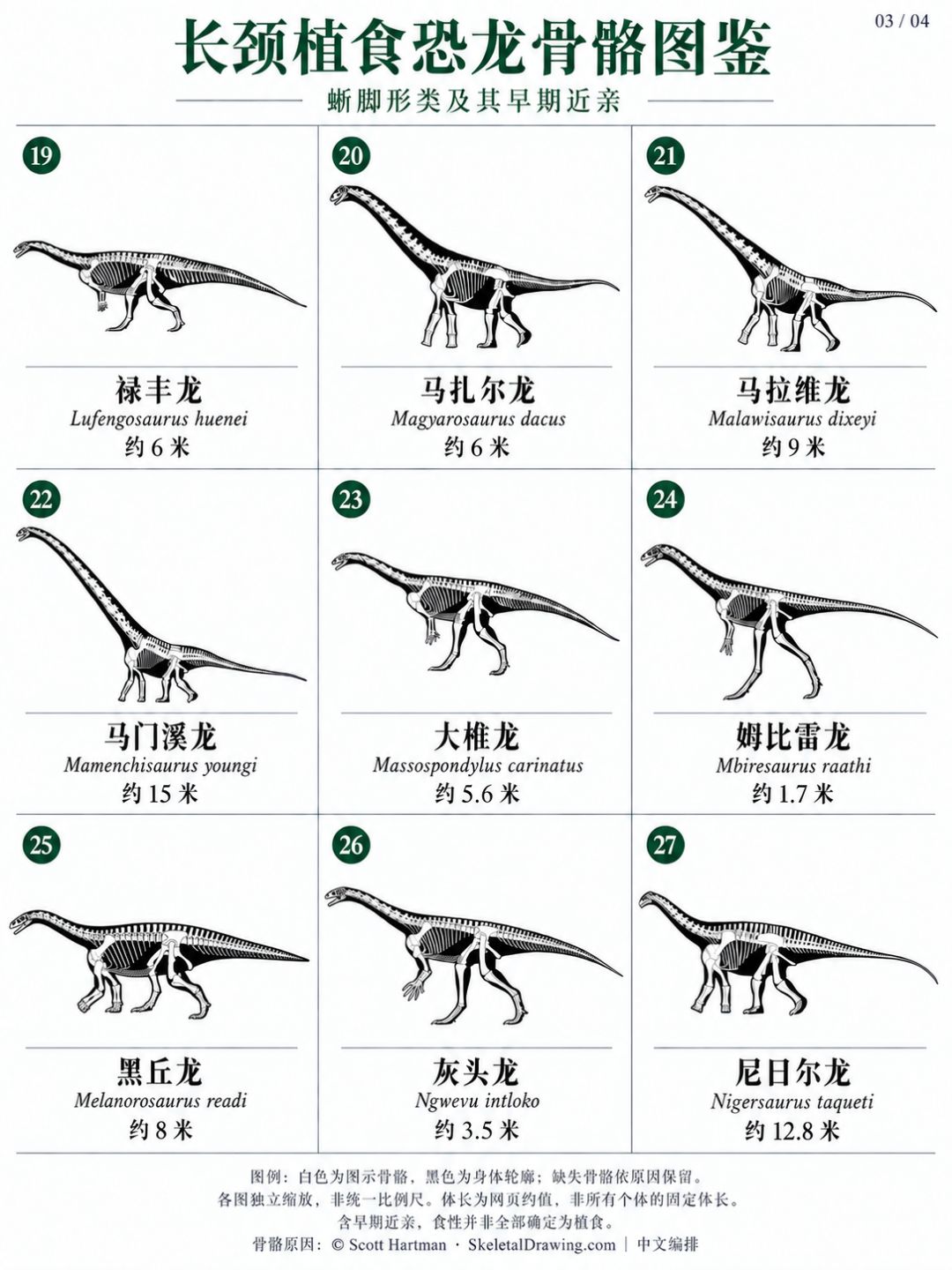长颈植食恐龙骨骼图鉴,你认得几个? 3