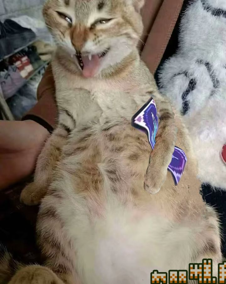 好补兄弟 好补截图