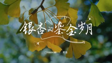 《潮汐地理》特别影像——银杏的鎏金岁月