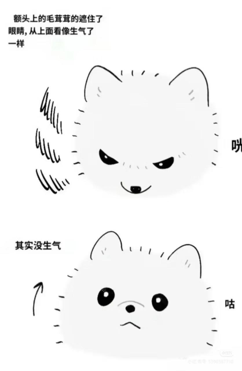 有的小狗向上看像在生气,其实没有 1
