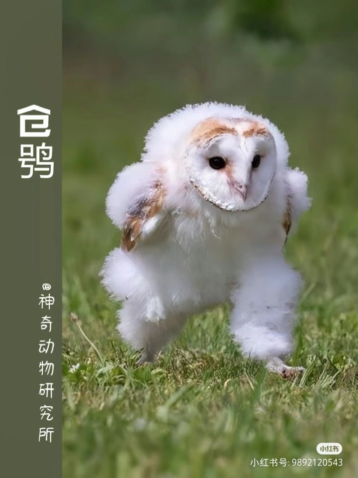 感觉这个很适合做成豆丁截图