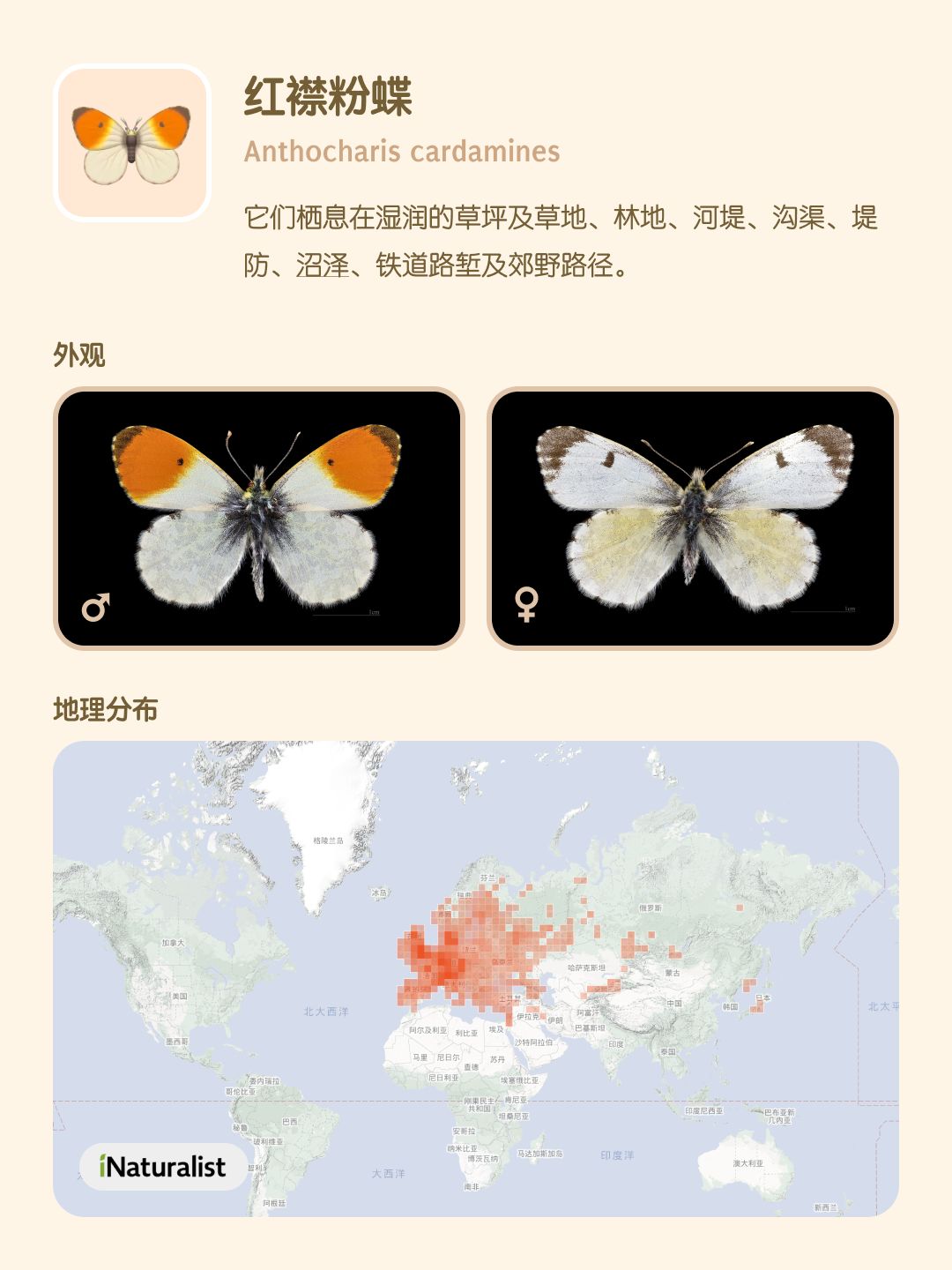 认识心动小镇图鉴中的蝴蝶 (1-3 级) 3