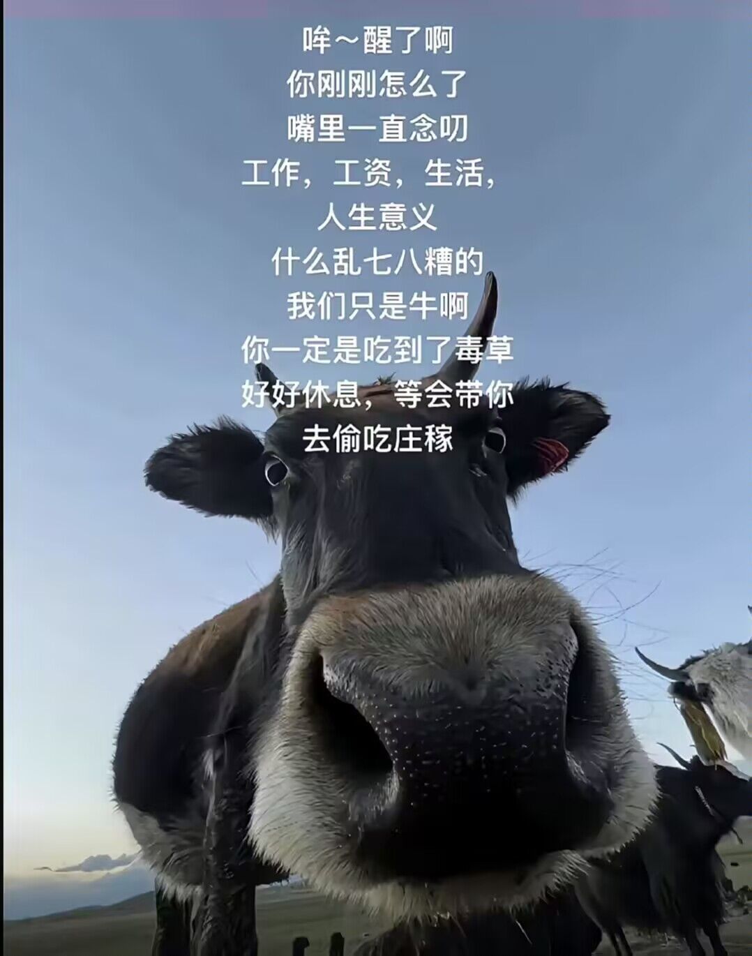 我也有金框子 2