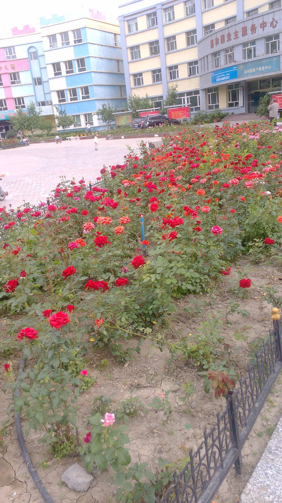 2013年6月5日幼儿园附近的花一大片花海 1
