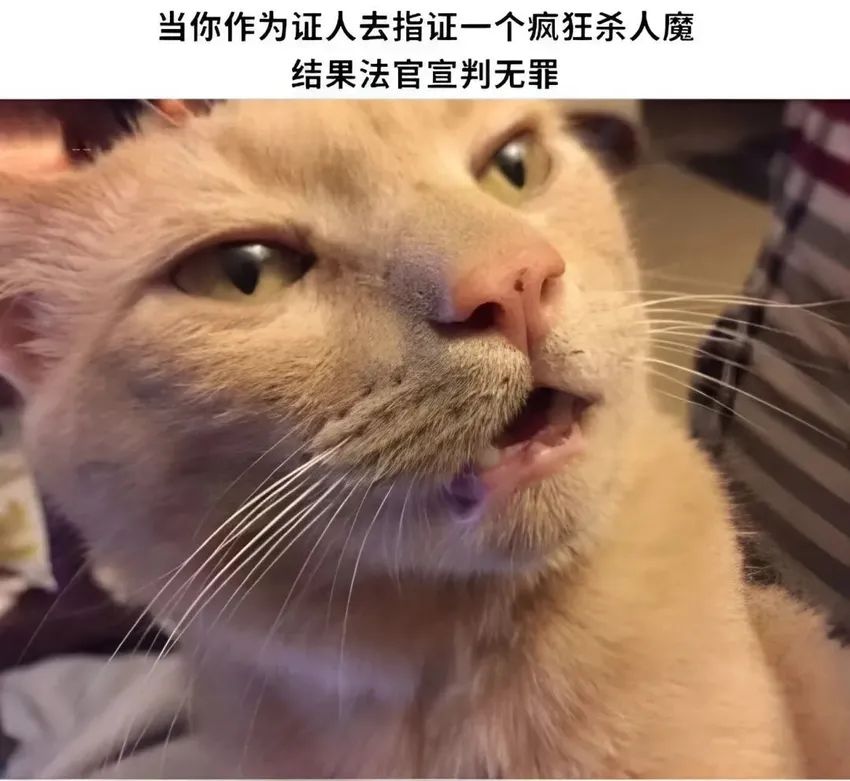 今日份梗图分享 1