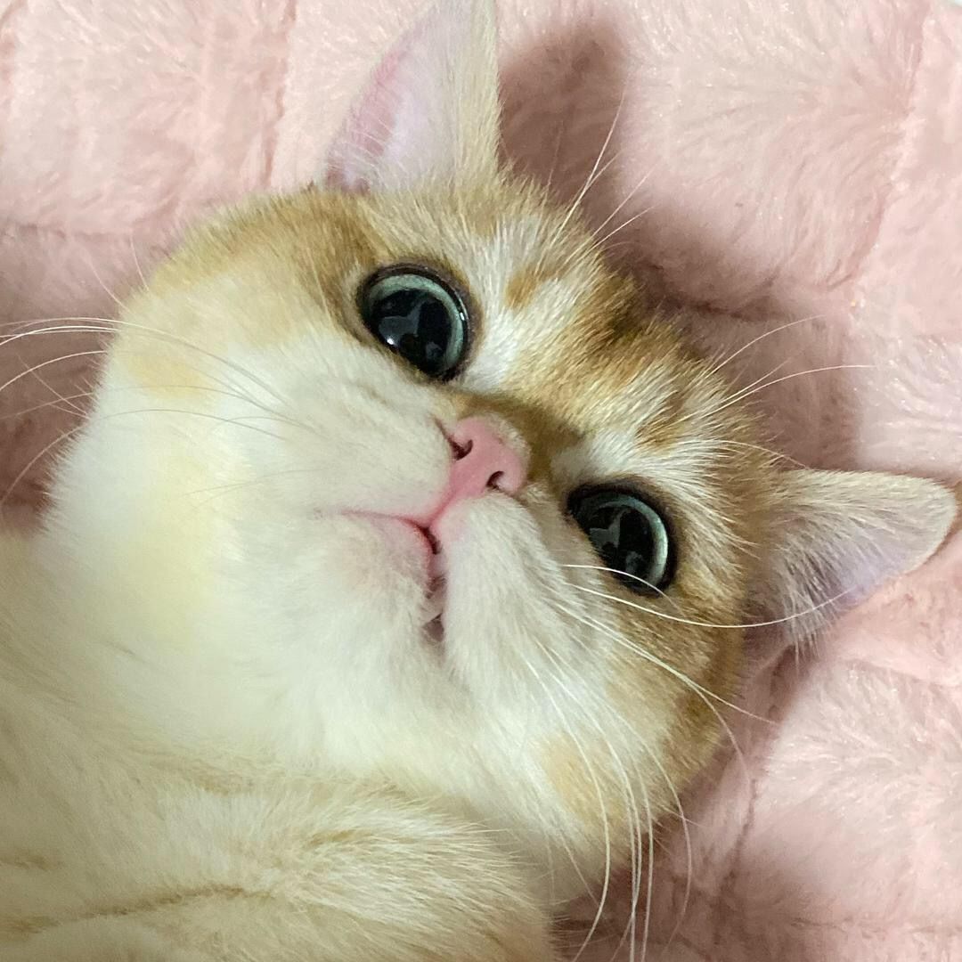 吐了 1