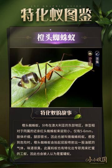 【蚂蚁图鉴】橙头蜘蛛蚁