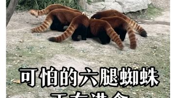 【幻境摆烂帖-改改2】咱这一摆，就是一辈子