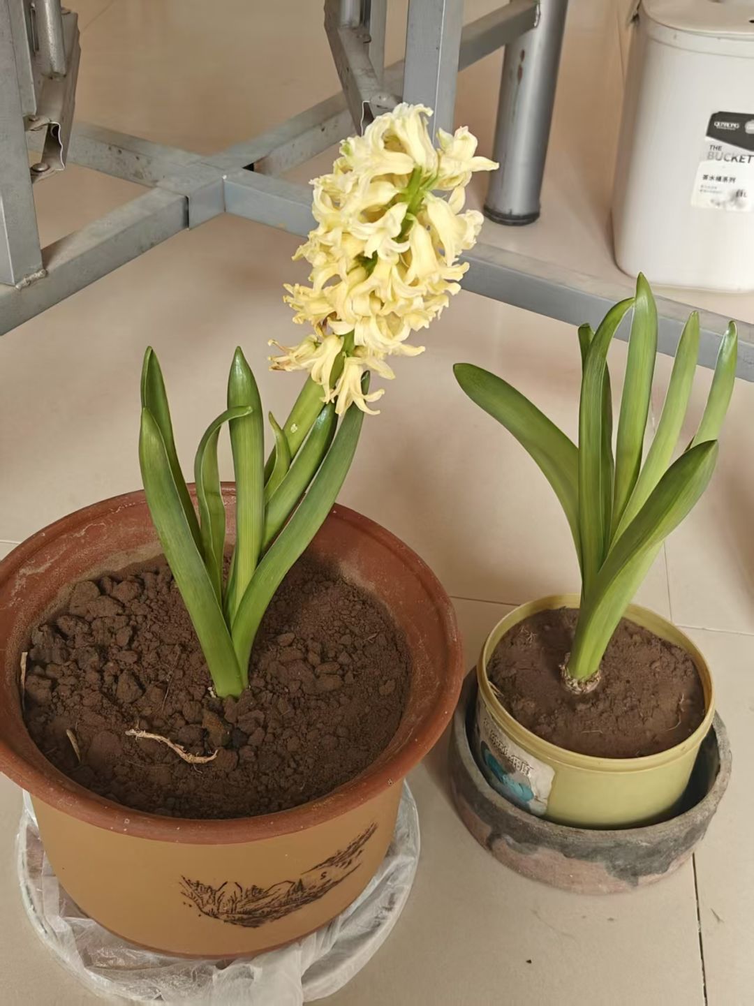 你知道黄色风信子的花语吗? 1