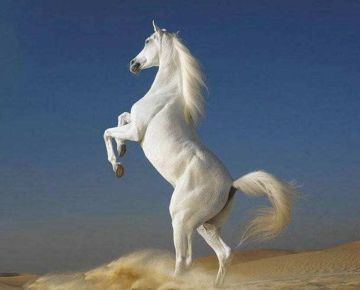 【府衙闲谈】三国时期那些赫赫有名的战马有哪些？