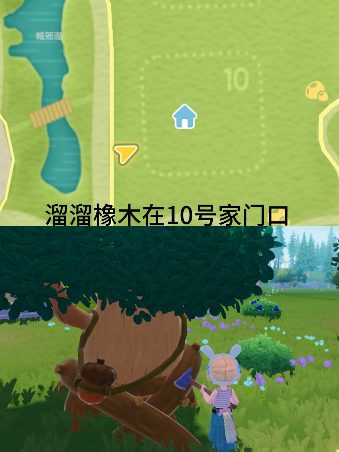 心动小镇今日溜溜橡木、萤石来了! 3
