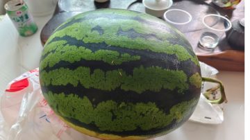 关于宠物下四合成