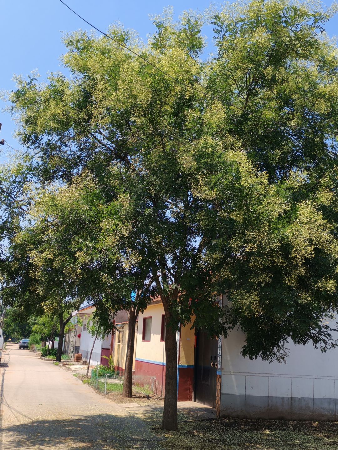 村里的槐树~ 1