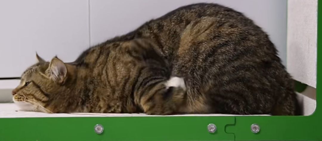尤利西斯号每日猫猫 2