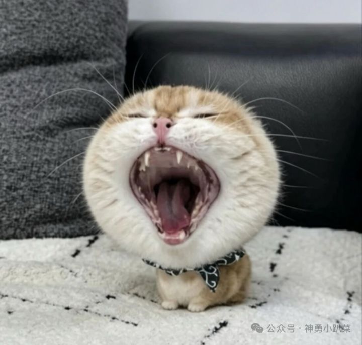 这游戏体力少~升级还不加体力~垃圾游戏截图