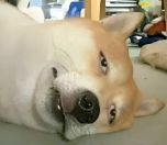 没有秒杀克服慢动作~0修宵子无道具4分钟难11裂隙附低修小技巧