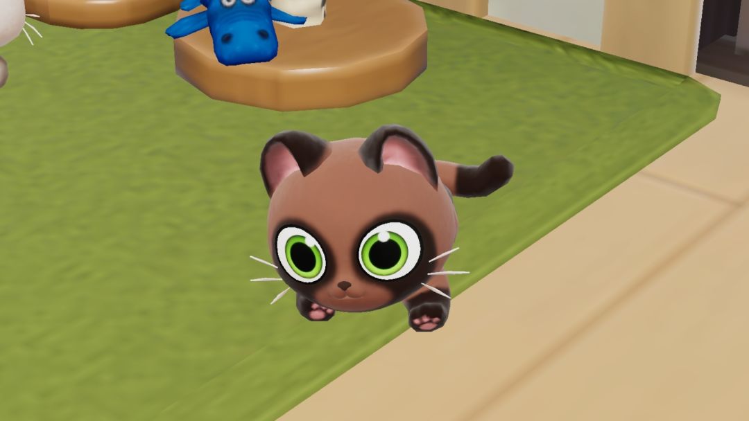 哪儿找猫的品种统计呀 2