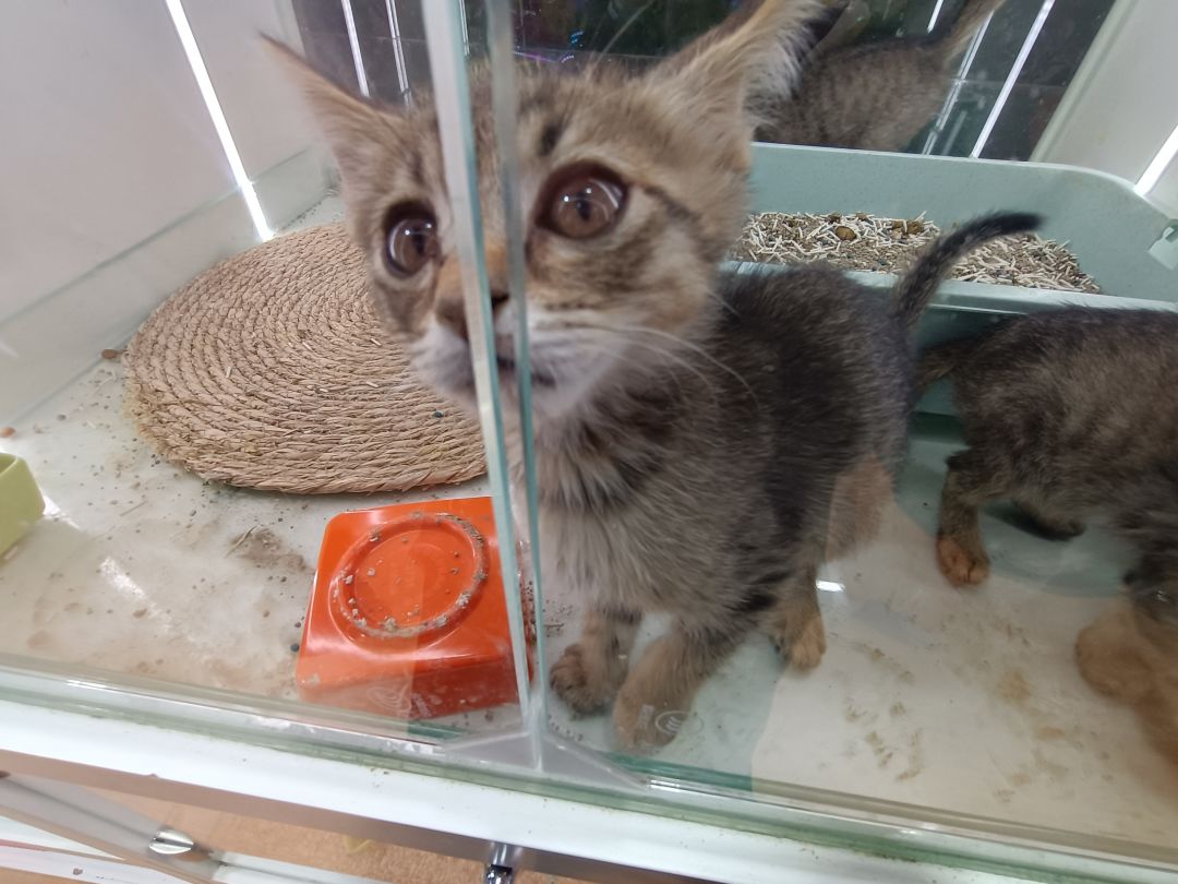 小猫咪 2