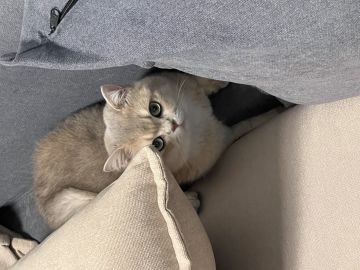 咦？掌教，你怎么在这里？！