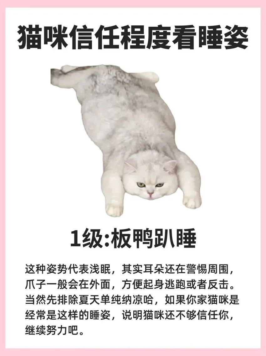 🌟青年大学习|看喵喵睡姿知信任度🌟 1