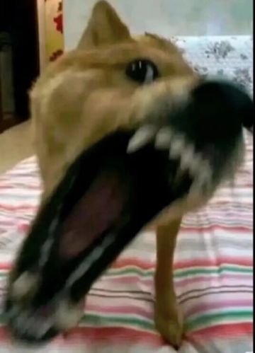 加强列拉金🖐🏻️😭🖐🏻️